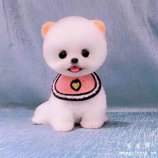 如何为狗狗拍出漂亮照片的方法