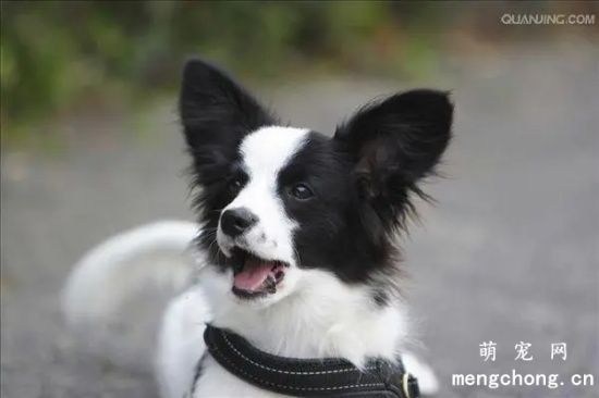 蝴蝶犬喜欢乱仆人怎么办?