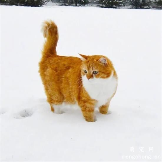 橘猫美图,橘猫萌照,橘猫摄影,橘猫图片