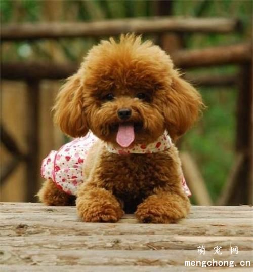 如何让狗狗习惯戴项圈?