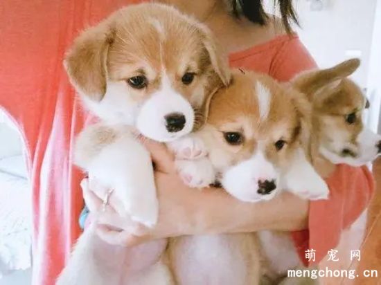 狗狗怕人怎么办？