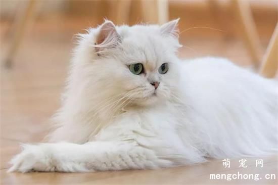 猫吐舌头是什么原因？