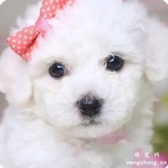 比熊犬毛发干枯怎么办?有哪些解决办法?