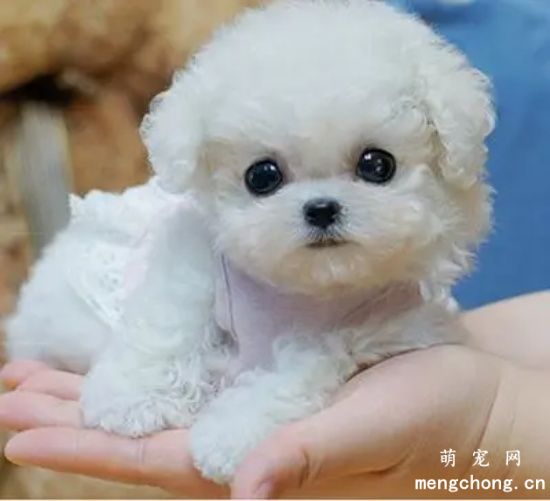 比熊犬怎么训练？