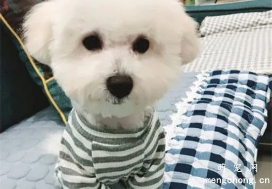 如何训练比熊犬在家里固定地方大小便？