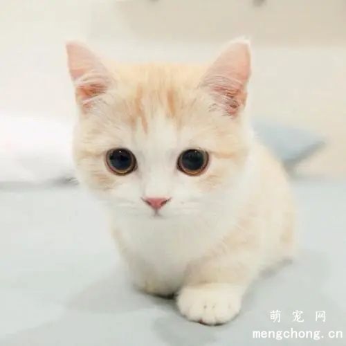 猫咪漏尿一滴一滴的怎么回事