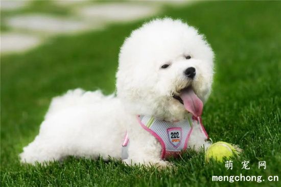 比熊犬的毛发美容