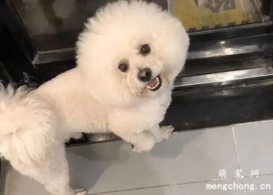 比熊犬什么时候发情?