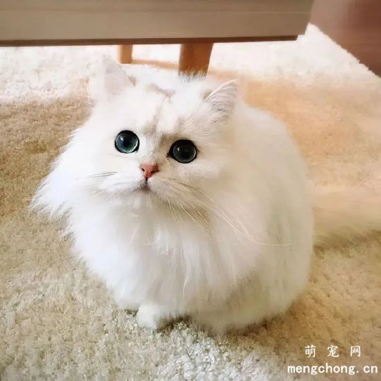 猫咪爪垫形状有哪几种?