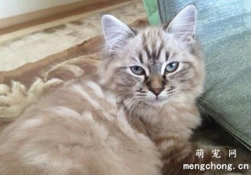 如何判断猫身上是否有跳蚤？