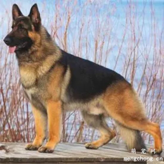 德牧为什么不能养 德牧犬家养危险吗