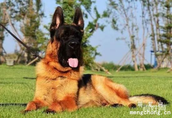 德国牧羊犬为什么禁养