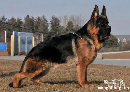 三个月德牧犬怎么喂养