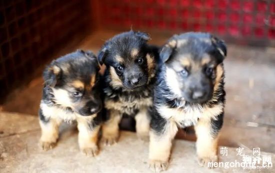 德国牧羊犬幼犬狗粮怎么选