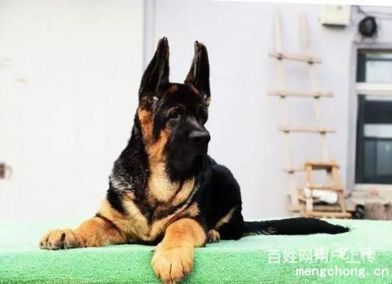 夏天给德牧犬驱虫的注意事项