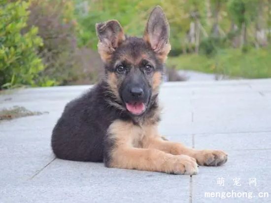 德国牧羊犬幼崽好养吗 养德牧幼犬需要注意什么