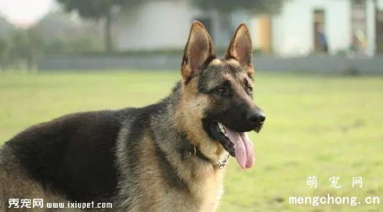 德牧犬喂养正确方法
