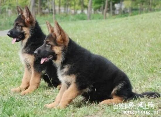如何养好德国牧犬羊幼犬？