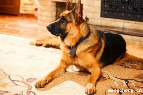 2个半月德牧幼犬饮食禁忌