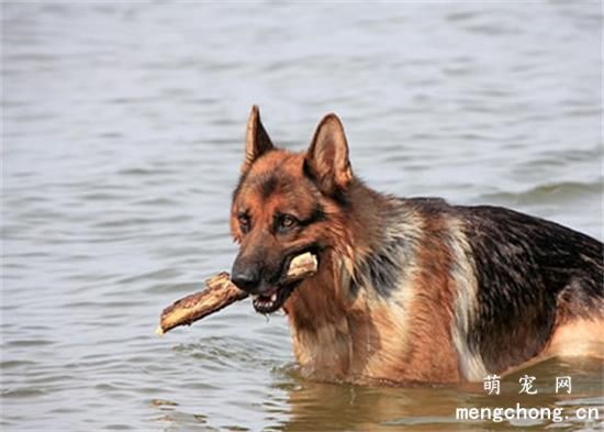 训练德国牧羊犬拔河