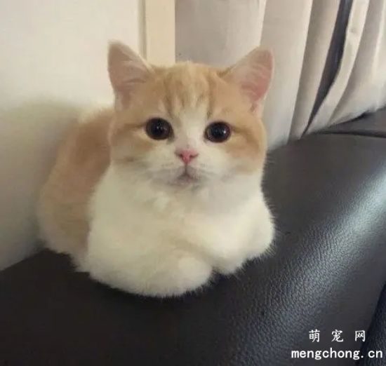 猫耳朵里边出血是怎么回事