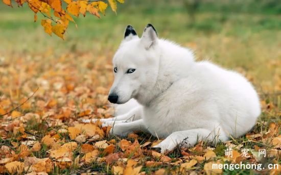 一条哈士奇幼犬多少钱