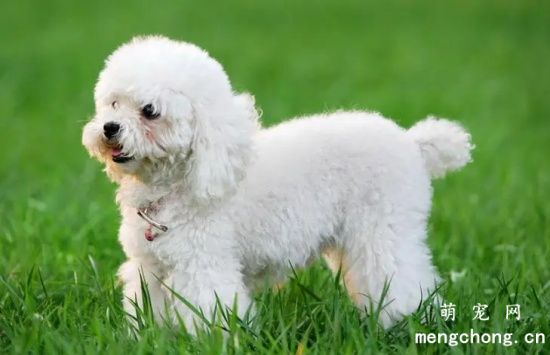 为什么狗狗头上有白毛