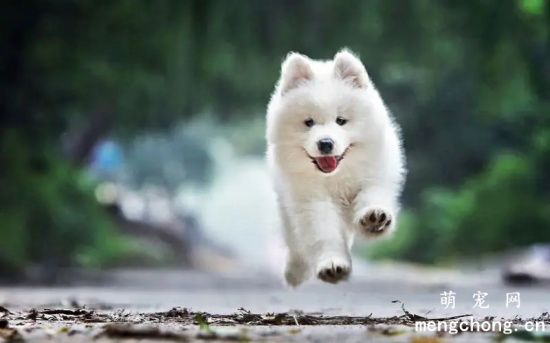 萨摩耶幼犬吃什么食物比较好
