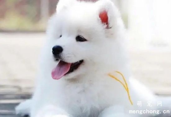 萨摩耶几个月开始猛长？喂养萨摩耶应该注意什么？