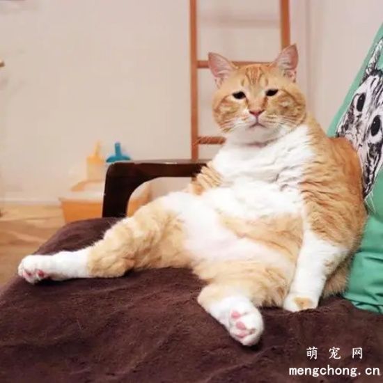 猫吐黄水拉稀怎么回事