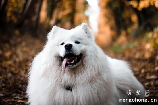 萨摩耶幼犬多大可以换吃成犬狗粮呢