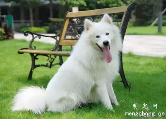 萨摩耶美容多少钱