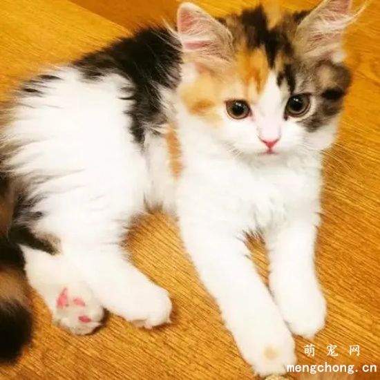 猫咪呕吐的常见原因及应对办法