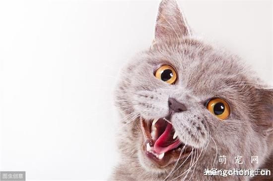 猫咪生病的几种表现