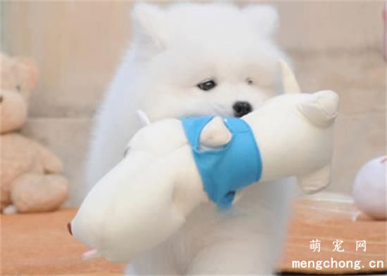 最简单的方法教会萨摩耶犬固定地点大小便