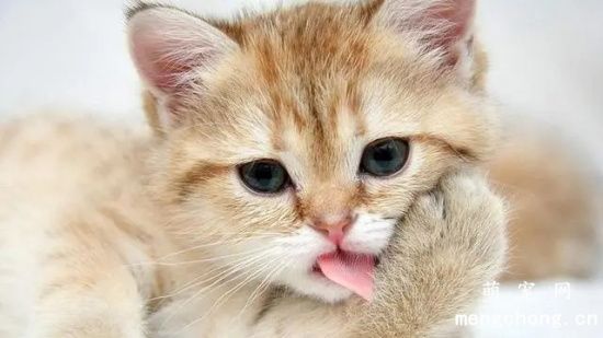 猫咪生病的几种表现