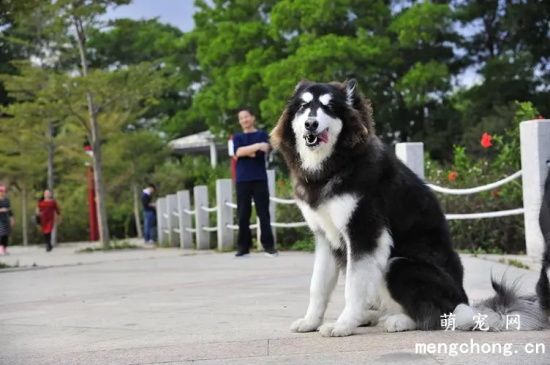 阿拉斯加雪橇犬的性格特点，带你了解阿拉斯加雪橇犬