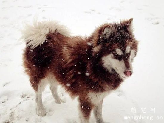 阿拉斯加犬多少钱一只