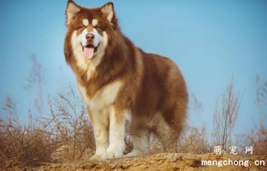 纯种阿拉斯加犬特征？纯种阿拉斯加犬的骨量和骨架怎样