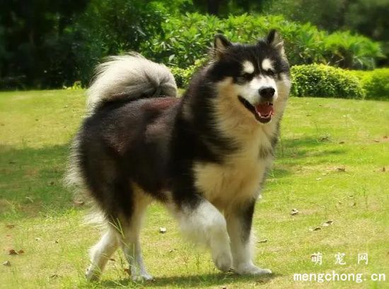 纯种阿拉斯加犬价钱