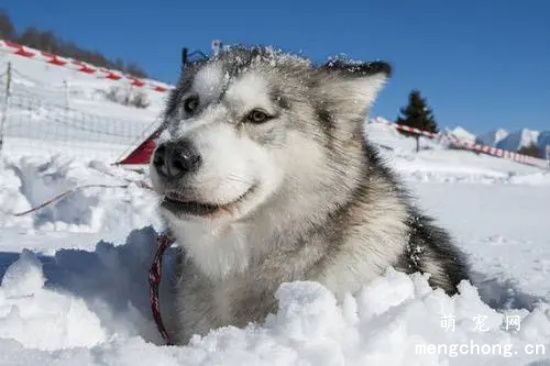 阿拉斯加雪橇犬和哈士奇还傻傻分不清楚？