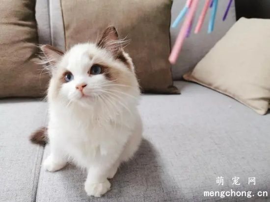 猫咪结膜炎能自愈吗