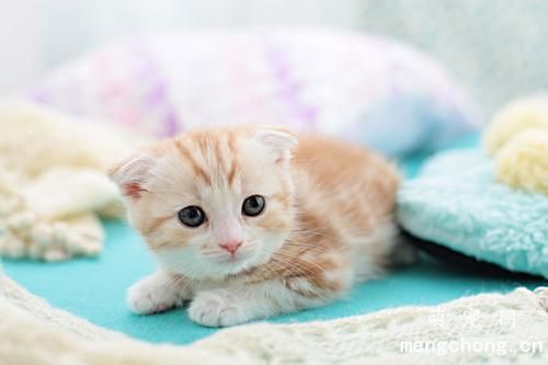 猫咪为什么会主动往你怀里钻