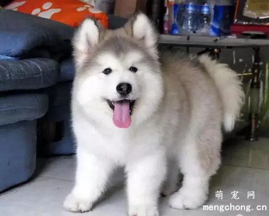 阿拉斯加犬幼犬多少钱？怎么饲养阿拉斯加犬？