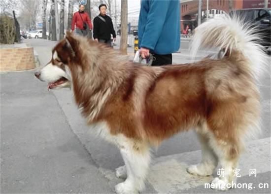 阿拉斯加犬与狼的区别