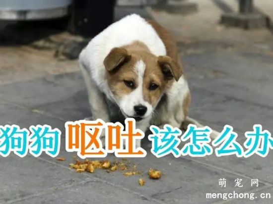 狗狗呕吐后吃什么药？