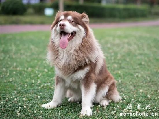 阿拉斯加犬每天吃多少比较好？