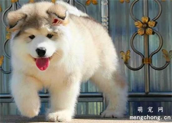 阿拉斯加雪橇犬幼犬怎么训练大小便
