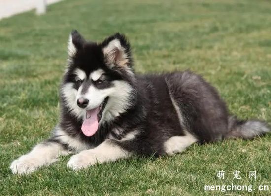 阿拉斯加雪橇犬雪橇犬美容护理方法