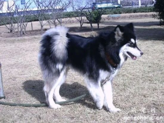 阿拉斯加犬毛发缠结怎么处理